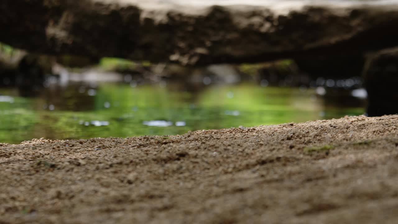 Forest river flowing and low angle view of sandy coast