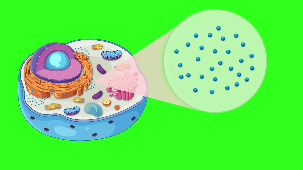 Animation illustrating animal cell structure with focus on ribosomes, using vibrant colors and smooth transitions
