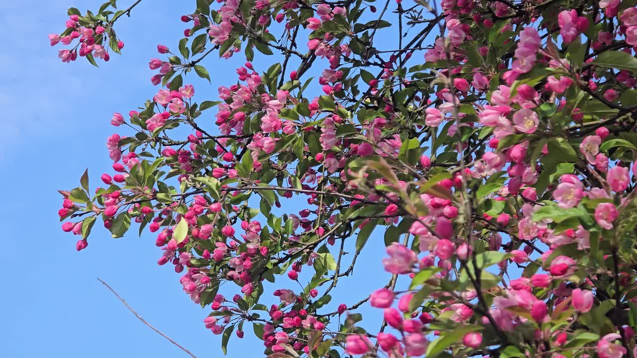 Flowering fruit tree in spring: Numerous pink buds and blossoms on the branches