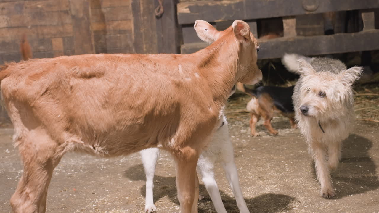 Gli animali si salutano dolcemente. Il bestiame e i cani si scambiano tocchi di naso. Gli animali da fattoria e i cani comunicano tramite delicate annusate. Bovini e cani interagiscono con sottili contatti nasali nell'ambiente della stalla.