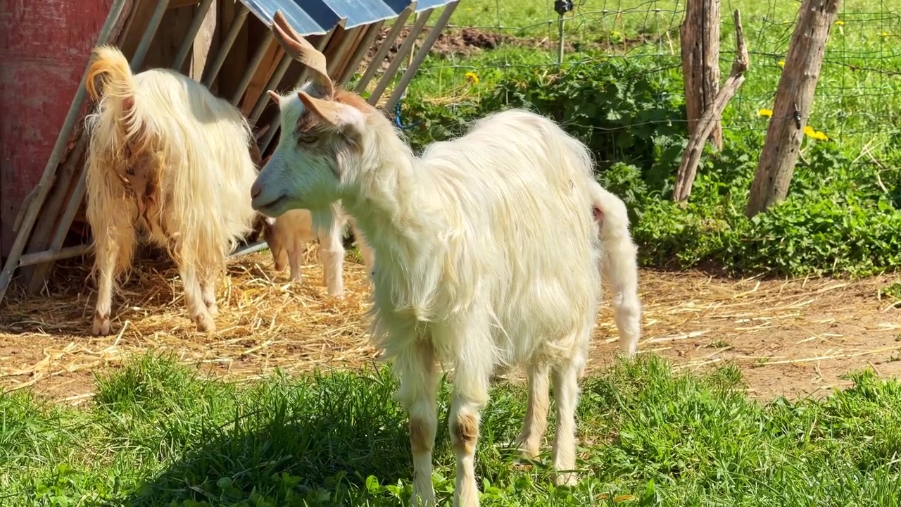 Junger weißer Rehbock mit langem Fell und kleinen Hörnern steht an einem sonnigen Tag auf einer grasbewachsenen Weide