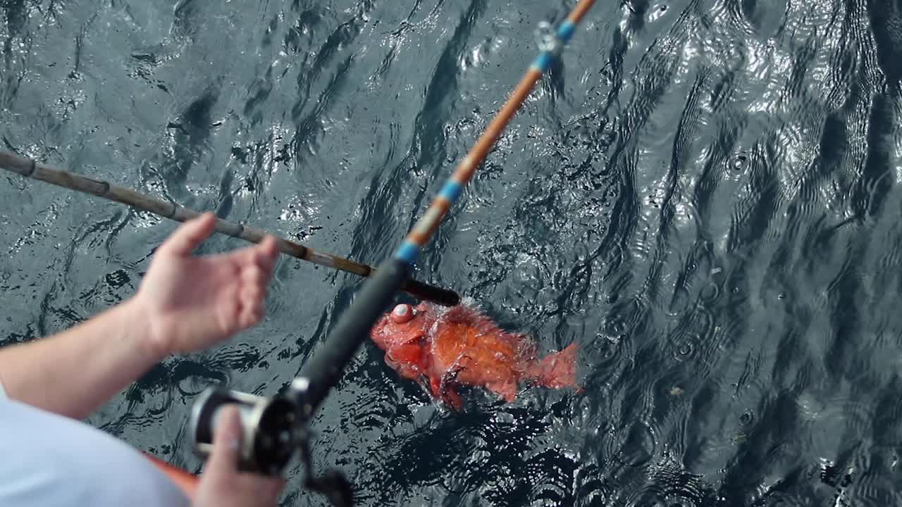 볼락이 슬로우 모션으로 빠져나가고 있습니다.