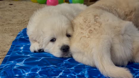 adorable golden retriever puppies laying on blue towel being cooled by fan