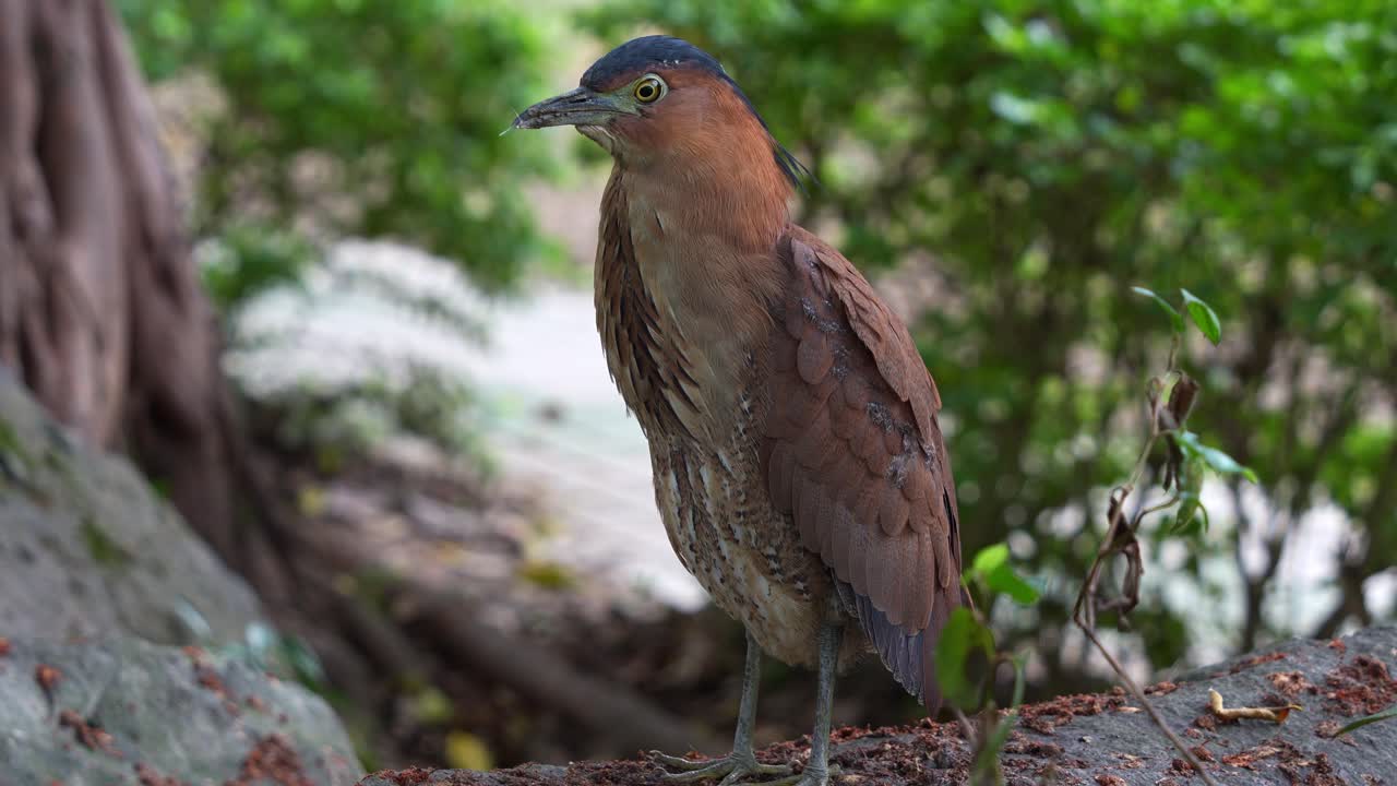 Bizarre-looking Bird With Malayan Night Heron In Daan Forest Park, Taipei City, Taiwan. Close-up Shot