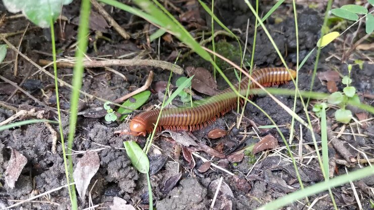 Spirostreptida miljoenpoot kruipt langzaam over de grond, omringd door aarde en gras, op zoek naar zijn volgende maaltijd in deze close-up volgopname.