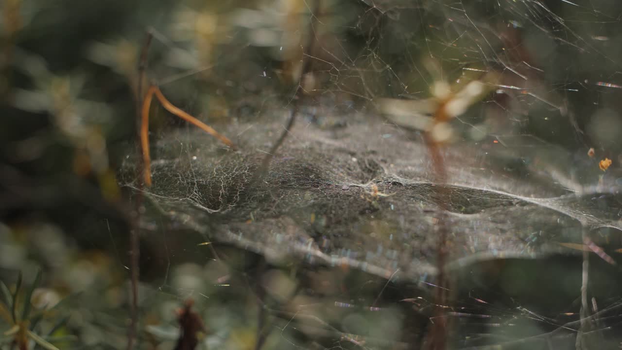 araña en una red en un bosque ondeando en el fondo del viento borroso con gotas de lluvia