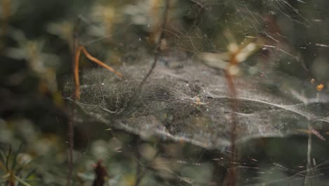 Spider-on-a-net-in-a-forest-waving-on-wind-background-blurry-with-rain-drops