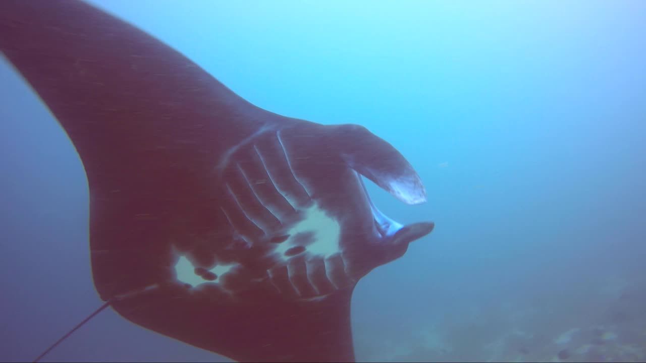 manta negra muestra su patrón de vientre esquelético. asombroso