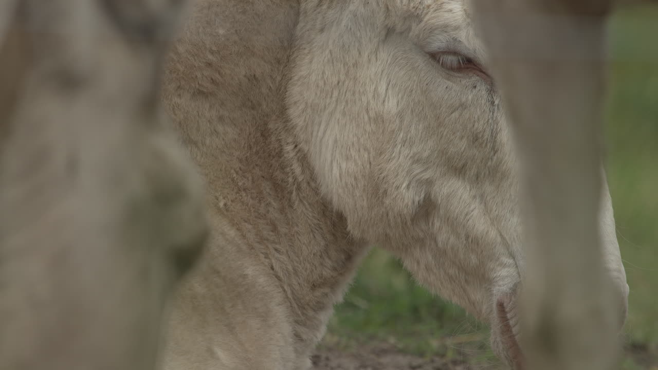 primer plano de un burro blanco de ojos azules
