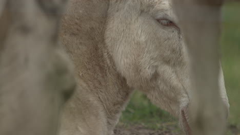 close-up of a blue eyed white donkey