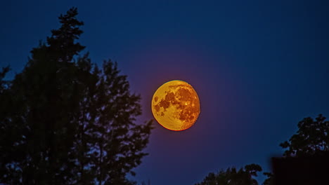 Low-angle-shot-of-red-moon-rising-in-the-background-in-timelapse-over-blue-sky-with-trees-in-the-foreground-along-rural-countryside-at-night-time