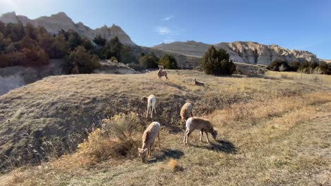 wildlife deers