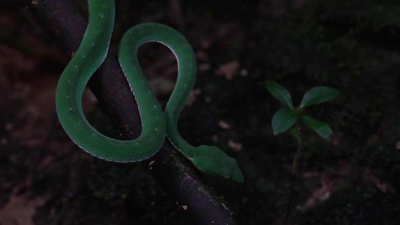 Camera zooms out from a close capture revealing its position while hunting in its own habitat at the stream, Vogel's Pit Viper Trimeresurus vogeli, Thailand