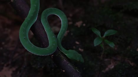 Camera-zooms-out-from-a-close-capture-revealing-its-position-while-hunting-in-its-own-habitat-at-the-stream,-Vogel's-Pit-Viper-Trimeresurus-vogeli,-Thailand