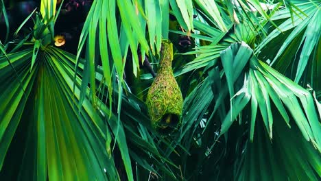 un pájaro tejedor entra en sus nidos en los bosques tropicales