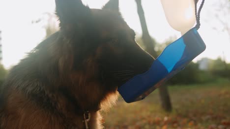 german shepherd drinking water outdoors