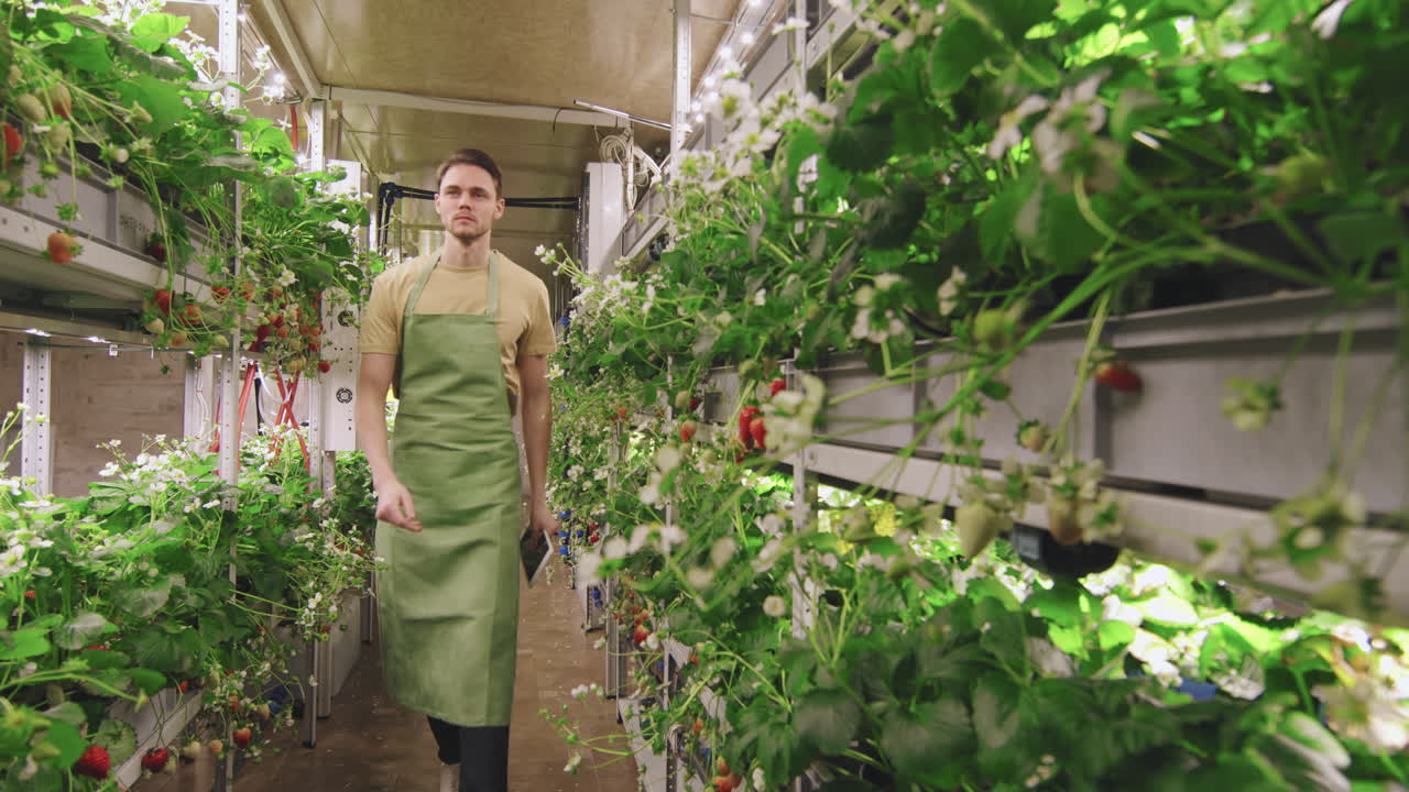 Indoor Hydroponic Strawberry Farm