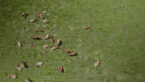 Lazy-Cows-Herd-Cattle-on-Green-Pasture---aerial-directly-above-view