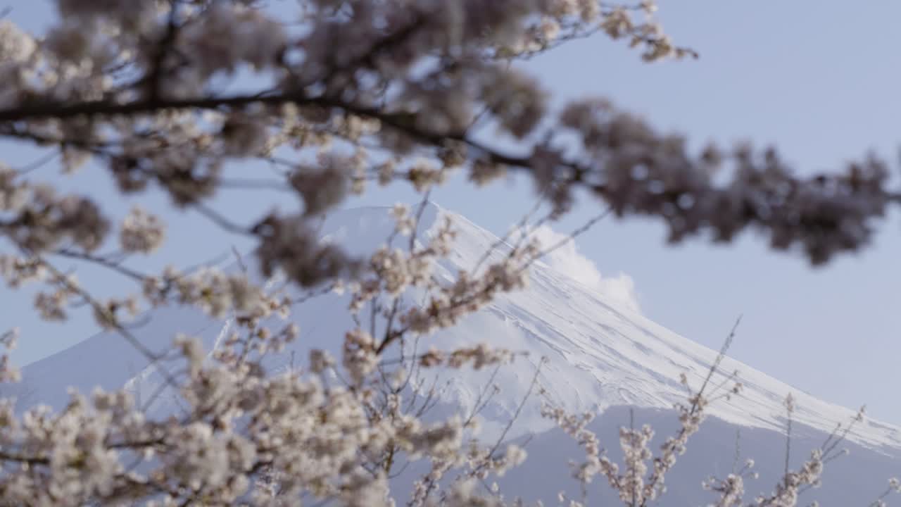 Incredible closeup view over Mt. Fuji with snow cover and Sakura cherry blossoms