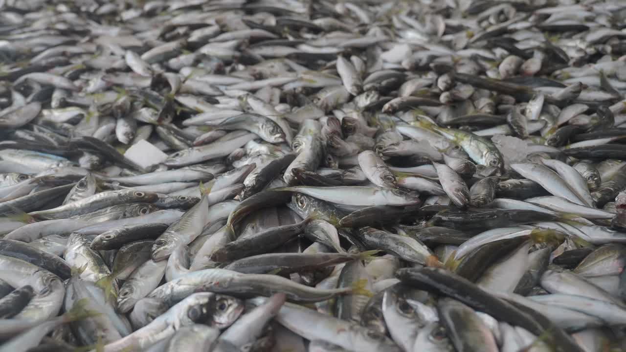 Abbondante mucchio di pesce appena pescato al mercato