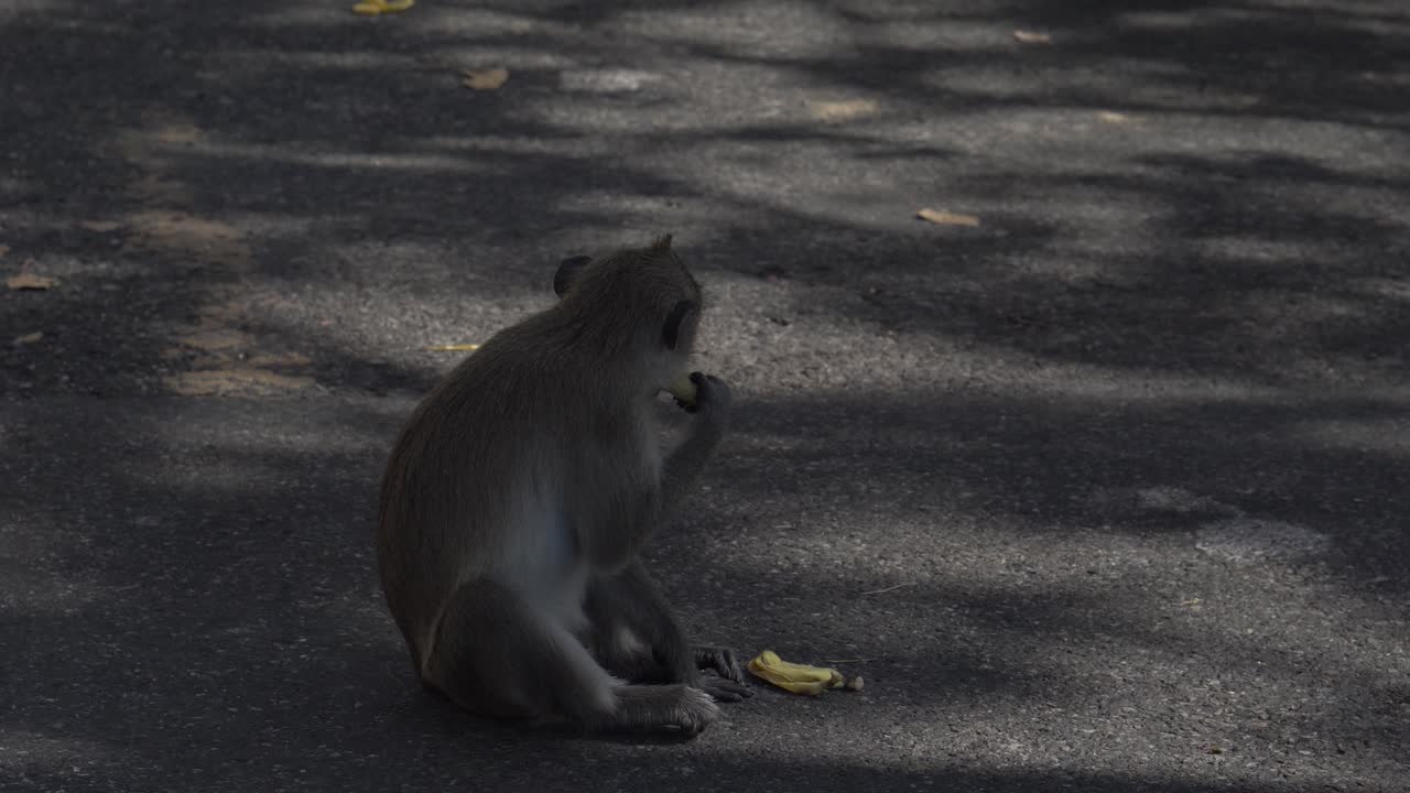un macaco gracioso se sienta y come un pequeño plátano en el asfalto gris
