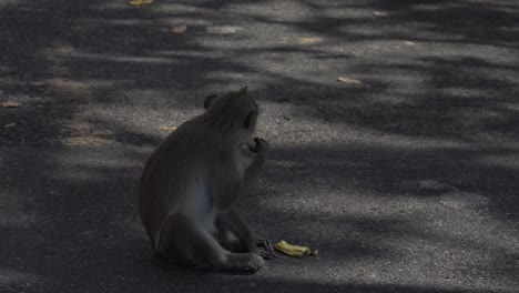 Lustiger-Makaken-Sitzt-Und-Isst-Kleine-Banane-Auf-Grauem-Asphalt