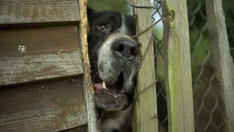 dogs barking and fence slow motion