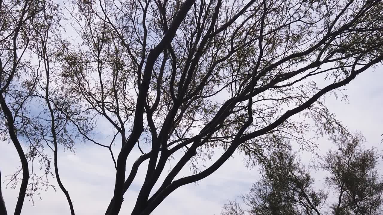Tilt-up on the twisted branches of a desert mesquite tree, Apache Wash, Trailhead, Sonoran Preserve, Phoenix, Arizona,
