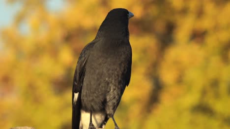 Pied-Currawong-Vogel-Fliegt-Weg-Australien-Victoria-Gippsland-Maffra-Tagsüber-Nahaufnahme-Herbstlicher-Baum-Im-Hintergrund