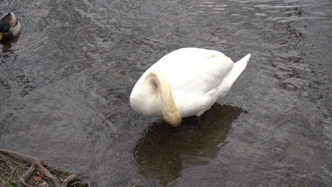 close up of white swans in the lake water pond