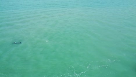 peaceful ocean scene with dolphin