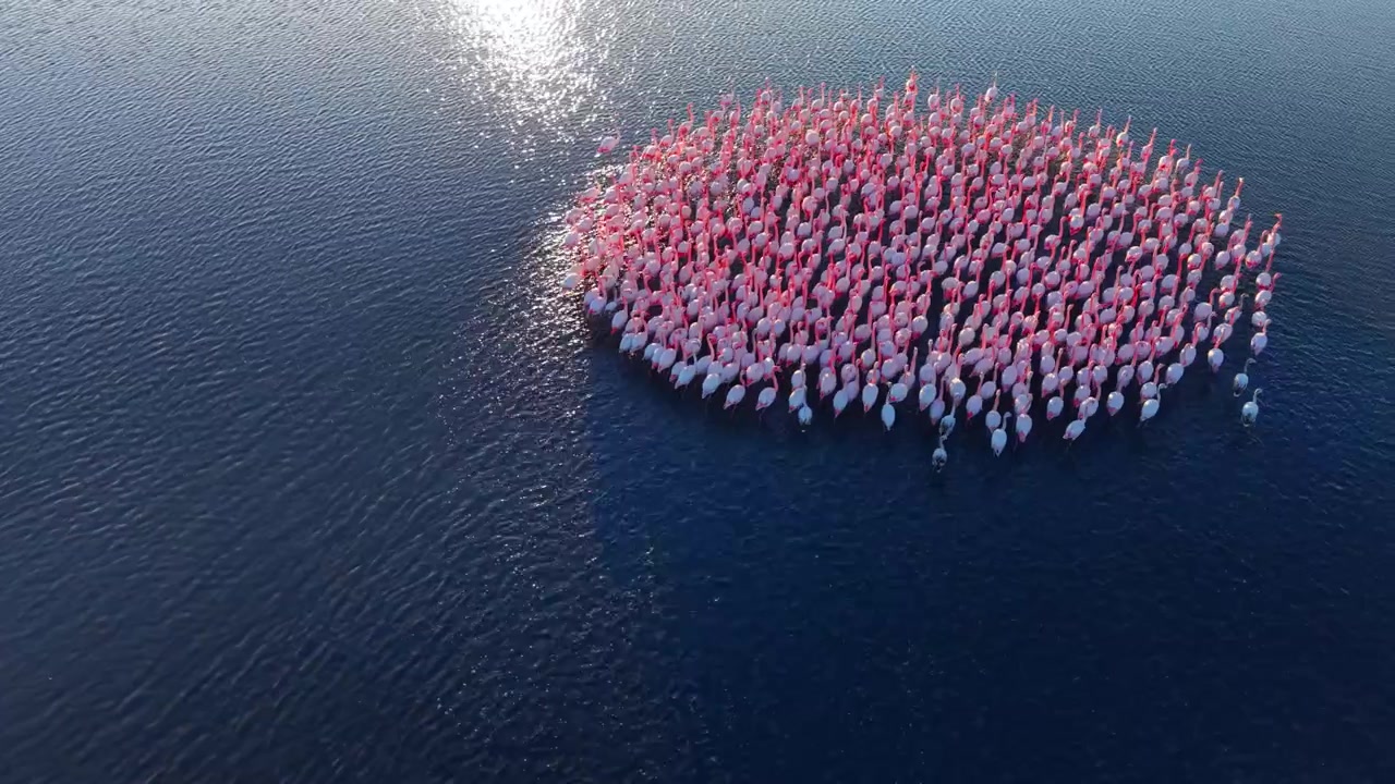 Bulgaristan'da koyu renkli suda flamingo kolonisinin kuşbakışı drone çekimi. Kadrajı dolduran pembe ve beyaz kuşlardan oluşan yoğun oval bir kütlenin yukarıdan görünümü, dalgalı lacivert yüzey çevreliyor.