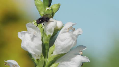 mosca negra en el hermoso pico de cristal blanco planta obediente en el jardín