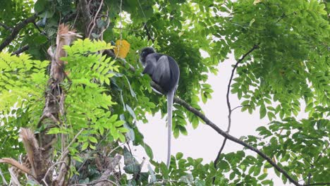 Spectacled-Leaf-Monkey,-Trachypithecus-obscurus,-4K-Footage