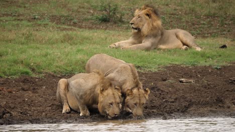 Male-lion-joins-sibling-for-drink-at-river,-Alpha-yawns-in-background
