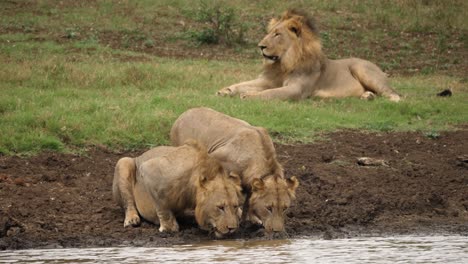 Männlicher-Löwe-Gesellt-Sich-Zu-Geschwister-Zum-Trinken-Am-Fluss,-Alpha-Gähnt-Im-Hintergrund