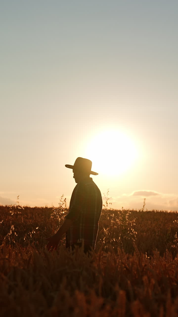 Side view silhouette of a man in hat walking by the field. Farmer in plantation at sunset. Vertical video