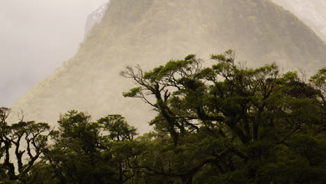 Silver-beech-trees-covered-in-moss,-mountain-in-background