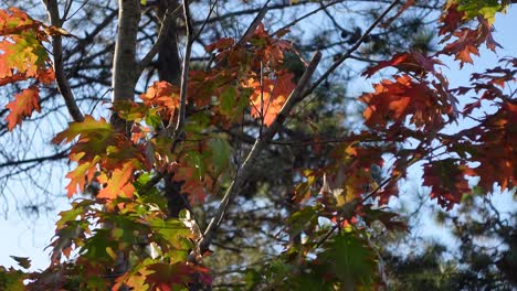 autumn leaves on an oak tree