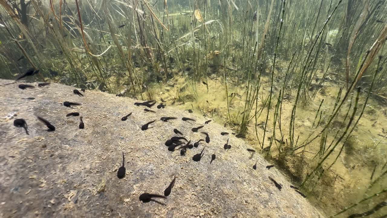 Pool frog (Pelophylax lessonae) tadpoles on a rock in a shallow pond on a sunny day. Estonia.