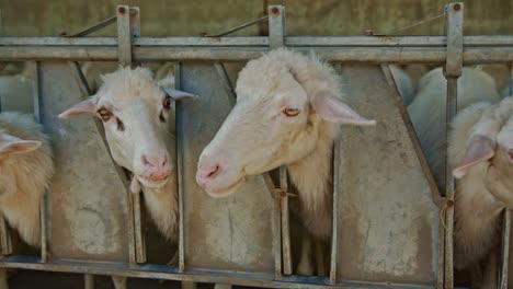 white sheep flock behind metal fence in farmland, handheld view