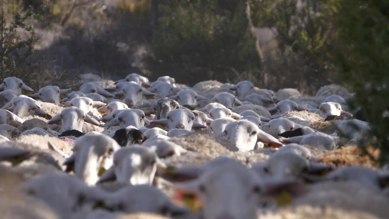 multitud de ovejas caminando. primer plano y cámara lenta