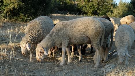 pastoreo de ovejas en tierras agrícolas
