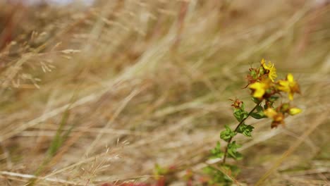 A yellow flower sways in the wind