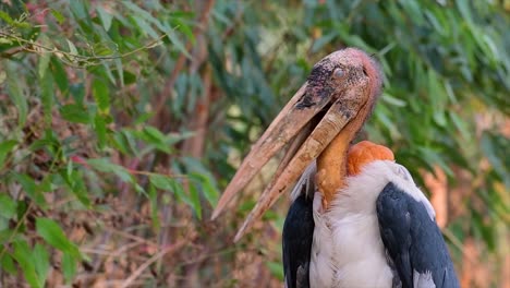 un gran pájaro de la familia de las cigüeñas común en el sur de asia y ahora en peligro de extinción debido a la pérdida de hábitat