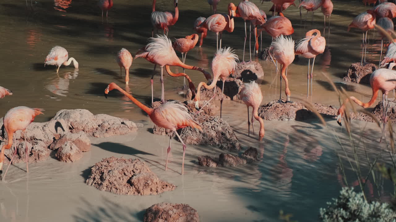 Flamingos in a Wetland
