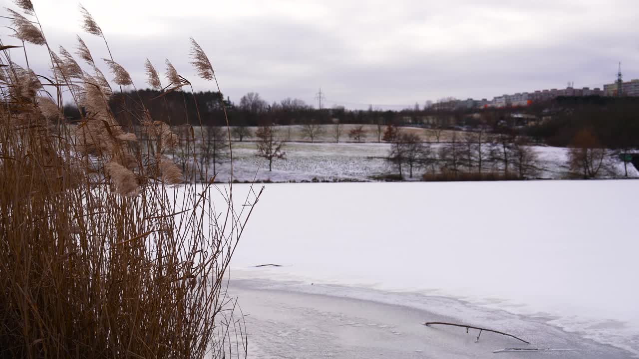 Sideway motion of frozen pond with reed grass swaying in wind, Czechia