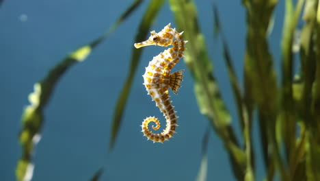 close-up of a seahorse underwater