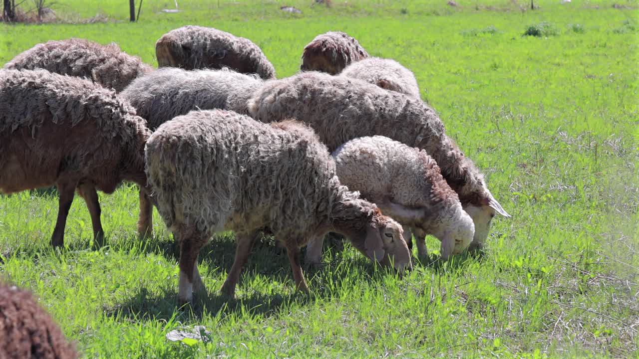 Sheep feeding on lush grass, sustainable farming, pasture-raised