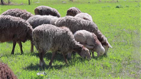 sheep feeding on lush grass, sustainable farming, pasture-raised